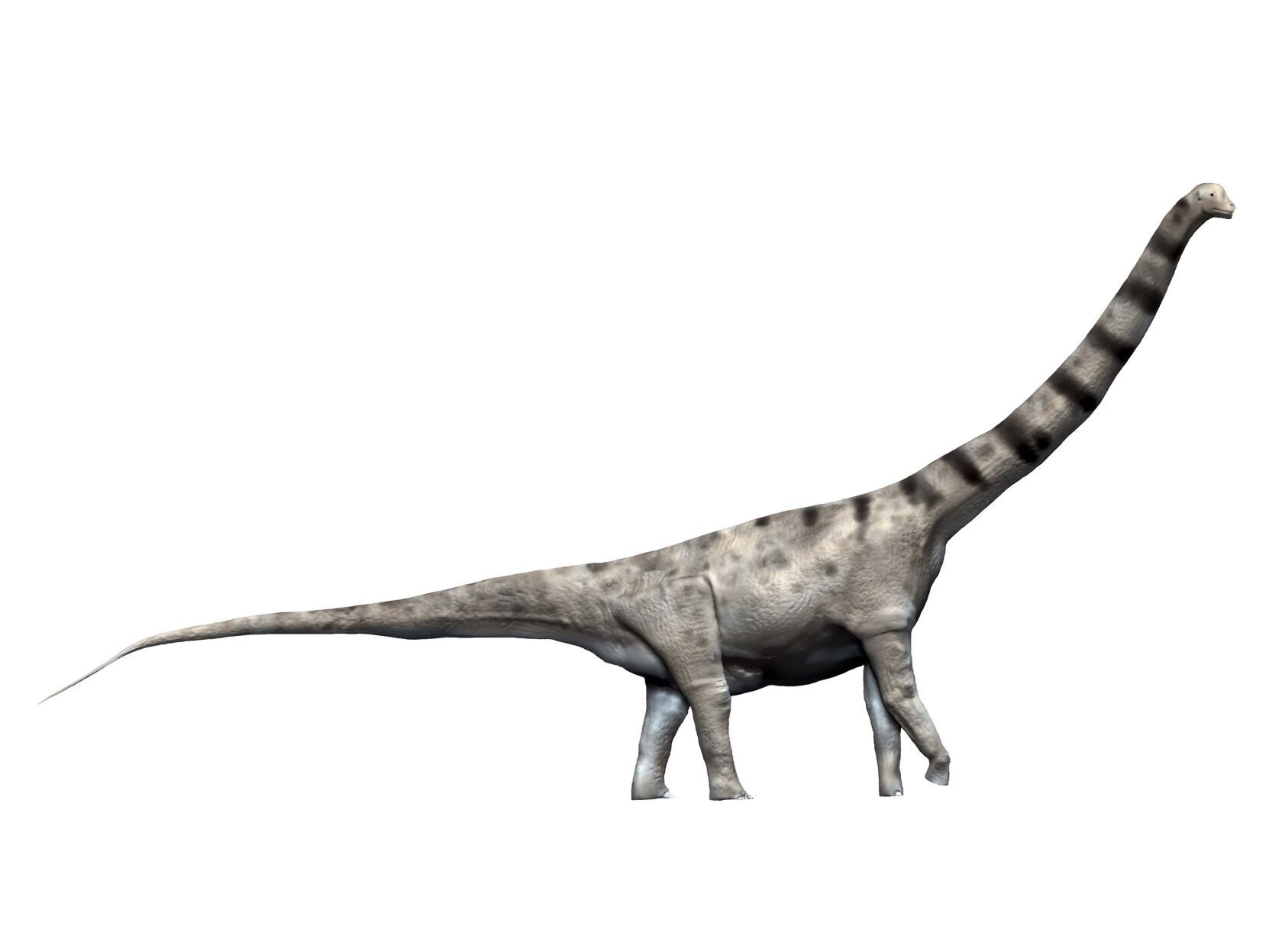 Dinosaur fossils could belong to the world's largest ever creature
